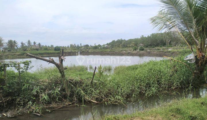 Peluang Budidaya Udang di Jembrana Berbasis Eco-Friendly